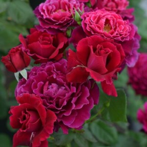 バラ苗(7号鉢植え)　憧れのブランドローズ4鉢　スターターセット(天然肥料と殺虫殺菌剤付き)_花・観葉植物 観葉植物・苗木  _【1365555】