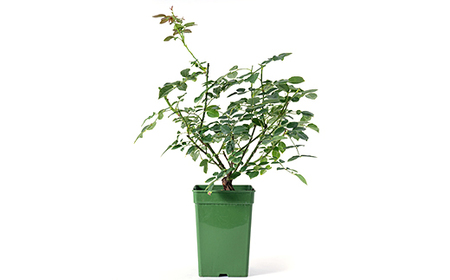 憧れのブランドローズ2鉢 バラ苗(7号鉢植え)_花・観葉植物 観葉植物・苗木 _【1428558】