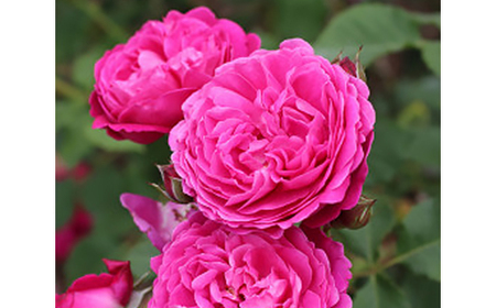 憧れのブランドローズ2鉢 バラ苗(7号鉢植え)_花・観葉植物 観葉植物・苗木 _【1428558】