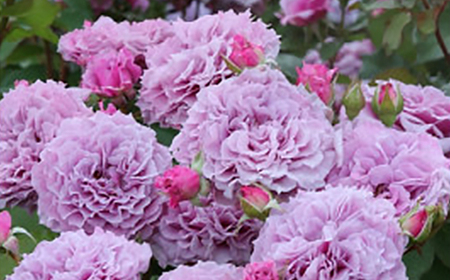 憧れのブランドローズ2鉢 バラ苗(7号鉢植え)_花・観葉植物 観葉植物・苗木 _【1428558】