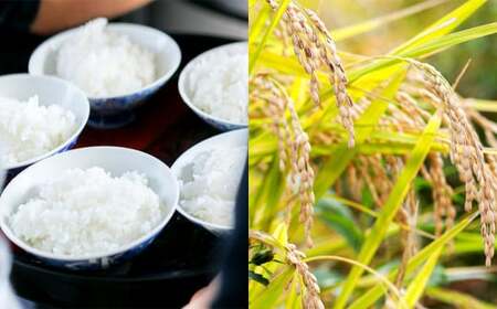 【令和5年産】さとうファームの有機栽培米 白米 4.5kg ミルキークイーン