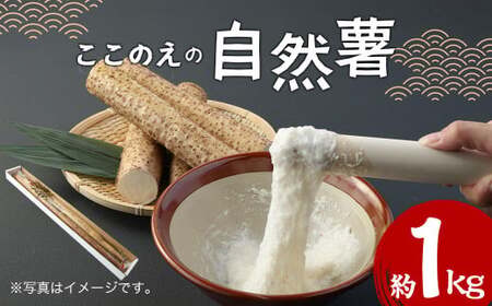 ここのえの自然薯 約1kg 山芋 ヤマイモ やまいも 芋 九重町産 【2025年12月上旬-2026年2月下旬まで順次発送予定】