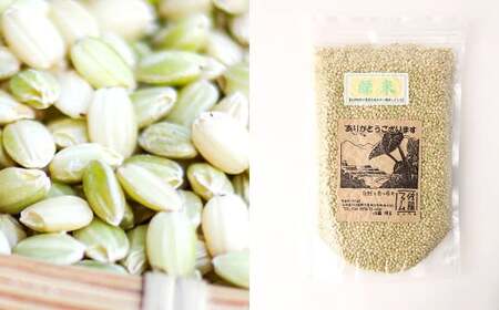 さとうファームの 有機栽培 緑米 2.1kg(700g×3袋) お米 米