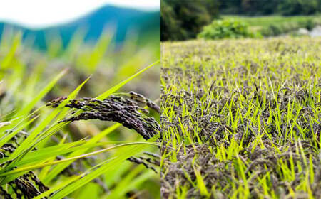 さとうファームの 有機栽培 緑米 2.1kg(700g×3袋) お米 米