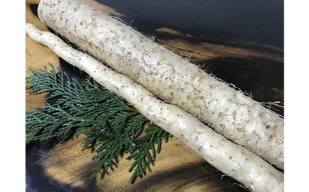 ここのえの自然薯 約1kg 長芋 山芋 とろろ 山菜 九重町産 【2026年2月下旬まで発送予定】