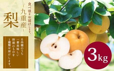 九重産 3L以上 梨 約3kg 梨( 二十世紀 あきづき 王秋 新高 豊水 甘太 のうちいずれか一種類) 【2026年9月上旬から10月上旬発送予定】