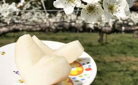 大分県 九重町産 梨 詰め合わせ 約10kg 【2026年8月下旬-10月下旬発送予定】