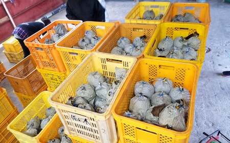  九重町産 梨 「愛宕」 約5kg 果物 フルーツ 贈答品 【2026年12月発送予定】