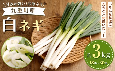 九重町産 白ネギ 約3kg (18本～30本) ネギ 高原ネギ 野菜 | 大分県九重