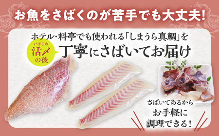 新鮮なしまうら真鯛セット 魚 刺身 魚介