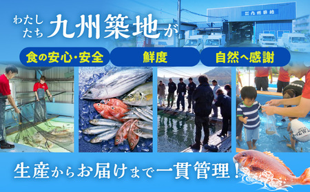 新鮮なしまうら真鯛セット 魚 刺身 魚介