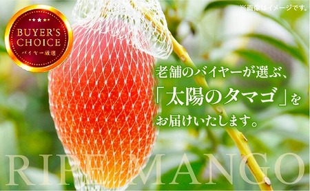 《2026年発送先行予約》【数量・期間限定】太陽のタマゴ2L2玉定期便　全3回 くだもの 完熟 フルーツ 定期便