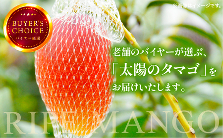 《2026年発送先行予約》【数量・期間限定】太陽のタマゴ2L1玉定期便　全3回 果物 フルーツ 定期便