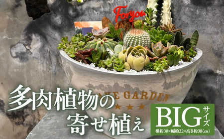 多肉植物の寄せ植え　BIGサイズ 人気 インテリア 室内