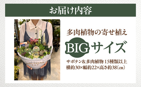 多肉植物の寄せ植え　BIGサイズ 人気 インテリア 室内