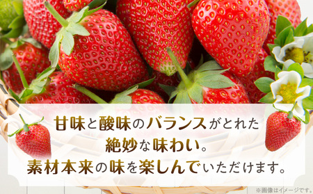 《2026年発送先行予約》【数量・期間限定】宮崎県産イチゴ 250g×2パック 果物 苺 フルーツ