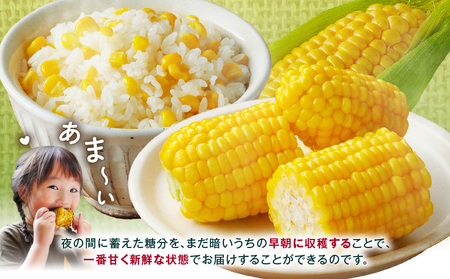 《2026年発送先行予約》【数量・期間限定】宮崎市産朝どれスイートコーン(ゴールドラッシュ)約7kg 野菜 甘い 新鮮