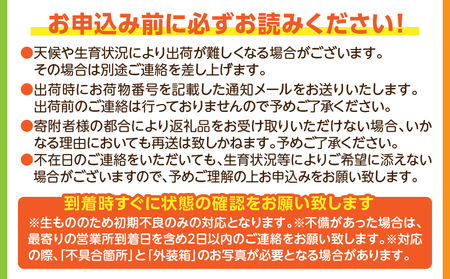 《2025年発送先行予約》【期間・数量限定】太陽のタマゴ 3Lサイズ 2玉 南国 フルーツ 太陽のタマゴ