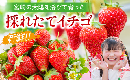 《2026年発送》【数量・期間限定】宮崎県産イチゴ 2パック ストロベリー フルーツ 果物 旬