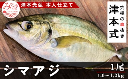 《津本式》シマアジ1尾 ~津本光弘本人仕立て~
