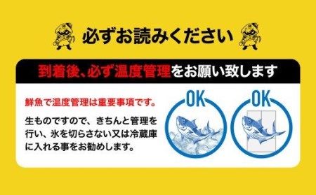 津本式 シマアジ２尾 津本光弘本人仕立て 宮崎県宮崎市 ふるさと納税サイト ふるなび