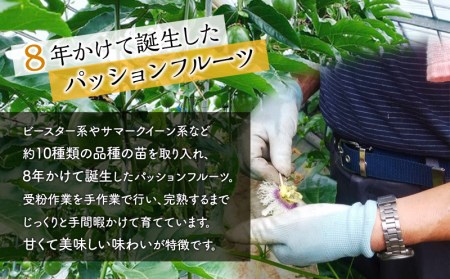 期間・数量限定 ８年かけて誕生した宮崎県産極上パッションフルーツ　Ｍ　2kg 2024年発送