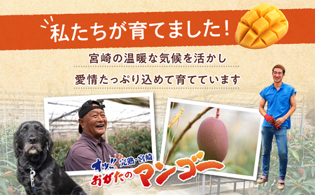 【期間・数量限定】おがたのマンゴー　完熟宮崎マンゴー　6Lサイズ(700g～749g)×2個セット 完熟 くだもの ギフト