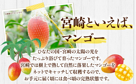 《2024年発送》宮崎県産完熟マンゴー2玉(計 約500g以上)  マンゴー 宮崎マンゴー 完熟マンゴー みやざきマンゴー