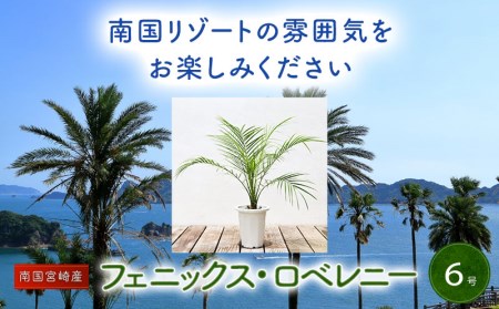 観葉植物 宮崎市 フェニックスロベレニー6号鉢 宮崎県宮崎市 ふるさと納税サイト ふるなび