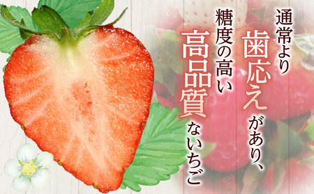 《2026年発送》【数量・期間限定】宮崎市産いちご みつひめ スタンダード 4パック いちご 苺 イチゴ 果物 フルーツ 大粒