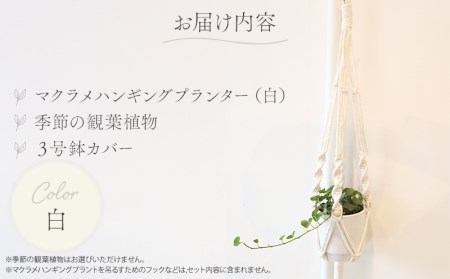 《白》季節の観葉植物と3色から選べるマクラメハンギングプランタ―のセット