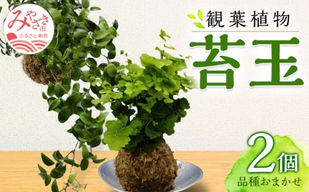 観葉植物 苔玉 2個セット (品種おまかせ)