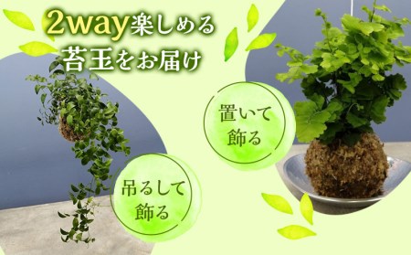 観葉植物 苔玉 2個セット (品種おまかせ)