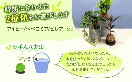 観葉植物 苔玉 2個セット (品種おまかせ)