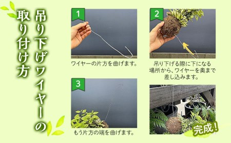 観葉植物 苔玉 2個セット (品種おまかせ)