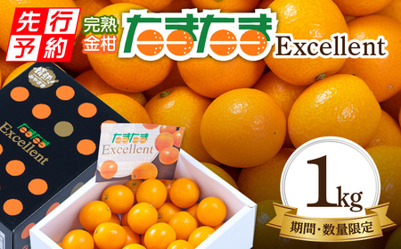 《2025年発送先行予約》【期間・数量限定】完熟金柑たまたまエクセレント 約1kg 金柑 エクセレント 柑橘