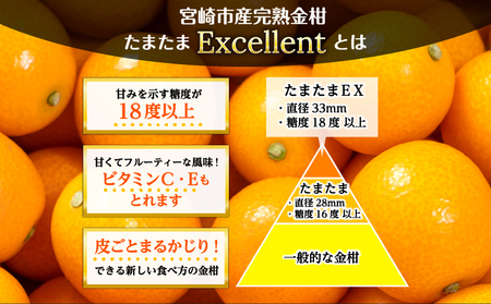 《2025年発送先行予約》【期間・数量限定】完熟金柑たまたまエクセレント 約1kg 金柑 エクセレント 柑橘