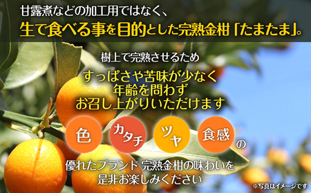 《2025年発送先行予約》【期間・数量限定】完熟金柑たまたまエクセレント 約1kg 金柑 エクセレント 柑橘