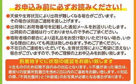 《2025年発送先行予約》【期間・数量限定】完熟金柑たまたまエクセレント 約1kg 金柑 エクセレント 柑橘