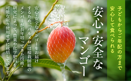 期間・数量限定 宮崎県産 希少種マンゴーパルメロ 計576g以上 1玉入り