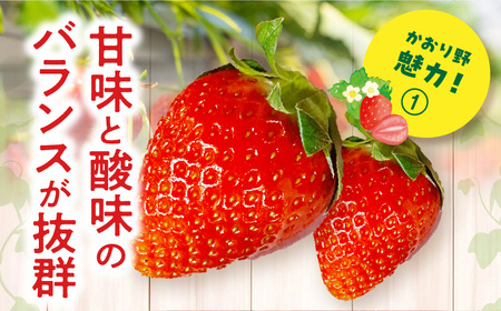 《2026年発送》【数量・期間限定】宮崎県産いちご「かおり野」3パック(計1080g以上：36粒～45粒) 甘味 酸味 抜群