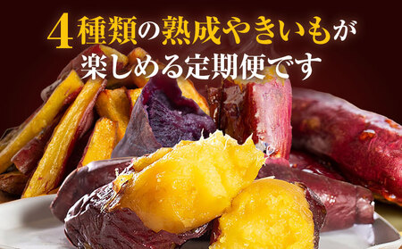 【定期便・全3回】SAZANKA　熟成やきいも食べ比べセット 熟成 焼き芋 さつまいも 食べ比べ