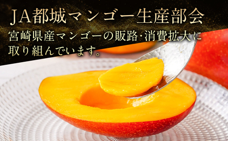 【先行受付!】宮崎県産完熟マンゴー(A等級) 【3L以上×2玉】化粧箱入り≪2026年5月中旬以降順次お届け≫_AE-0112