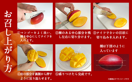 【先行受付!】宮崎県産完熟マンゴー 太陽のタマゴ【3L×2玉】化粧箱入り≪2026年5月中旬以降順次お届け≫_AF-0115