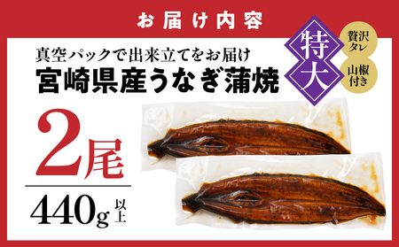 宮崎県育ちの【特大】うなぎ蒲焼2尾440g以上≪山椒・たれ付≫_18-M301_(都城市)  特大うなぎ蒲焼(有頭) 宮崎県産 真空 山椒・たれ付