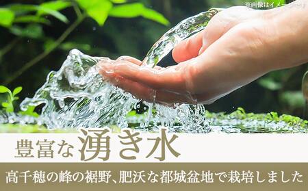 都城産ひのひかりギフトBOX (450g×6個)_AC-2203_(都城市)ヒノヒカリ 450g 小分けパック 6個セット 真空パック包装