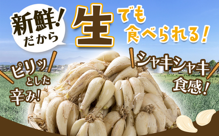 【先行受付!】根付き土付き生らっきょう5kg≪2026年5月中旬以降順次お届け≫_12-L701_(都城市)  都城産 根付き・土付き らっきょう らっきょう漬 塩らっきょう 酢味噌和え 塩漬け 酢漬け