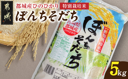 都城産ひのひかり特別栽培米「ぼんちそだち」5kg(5kg×1袋)_12-N5-001-5kg_(都城市) 都城産 お米 5kg 5kg×1 ひのひかり ぼんちそだち