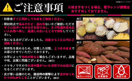 島津甘藷　熟成紅はるか 2kg(M～S)_LB-A701_(都城市) さつまいも 幻のサツマイモ 幻の品種 紅はるか 2kg M～S べにはるか 生芋 ベジエイト 熟成 芋 定番 焼き芋 アウトドア