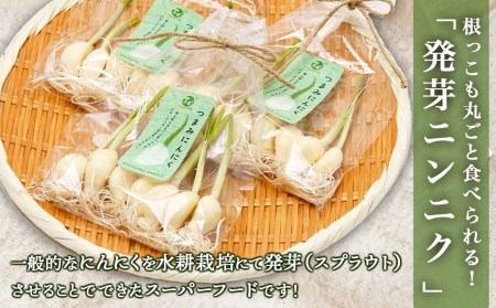 スーパーフード！つまみにんにく 7本入り×3袋≪みやこんじょ特急便≫ - つまみにんにく 7本入 3袋 水耕栽培 発芽にんにく レシピ同梱 にんにく特有のにおい残りが少ない 冷蔵配送 LA-C901-Q